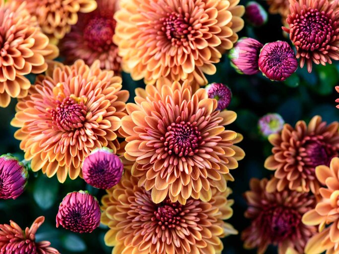 Geburtsblume November Die Chrysantheme | © Getty Images/Y Tng Jun/EyeEm