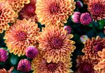 Geburtsblume November Die Chrysantheme | © Getty Images/Y Tng Jun/EyeEm