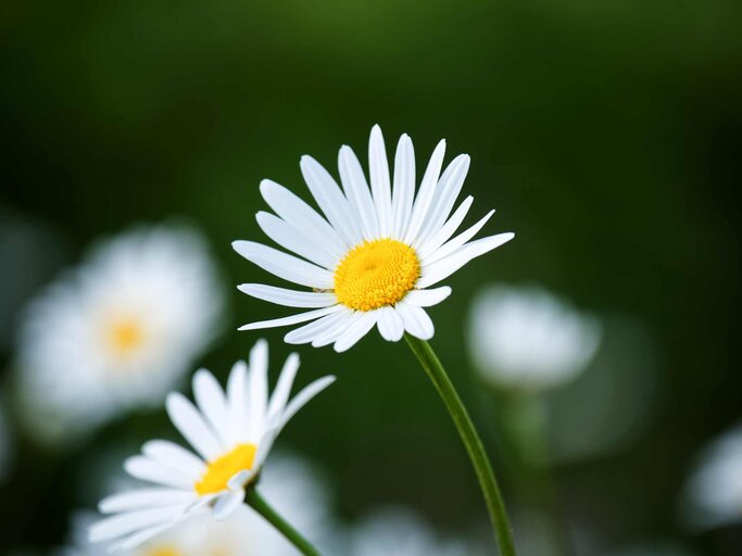 Geburtsblume April: Das Gänseblümchen | © Getty Images/Timo Rankinen/500px