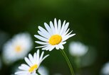 Geburtsblume April: Das Gänseblümchen | © Getty Images/Timo Rankinen/500px