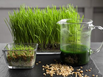 Weizengras mit Weizengraspulver und Weizengrassaft auf einem Tisch | © shutterstock | Africa Studio