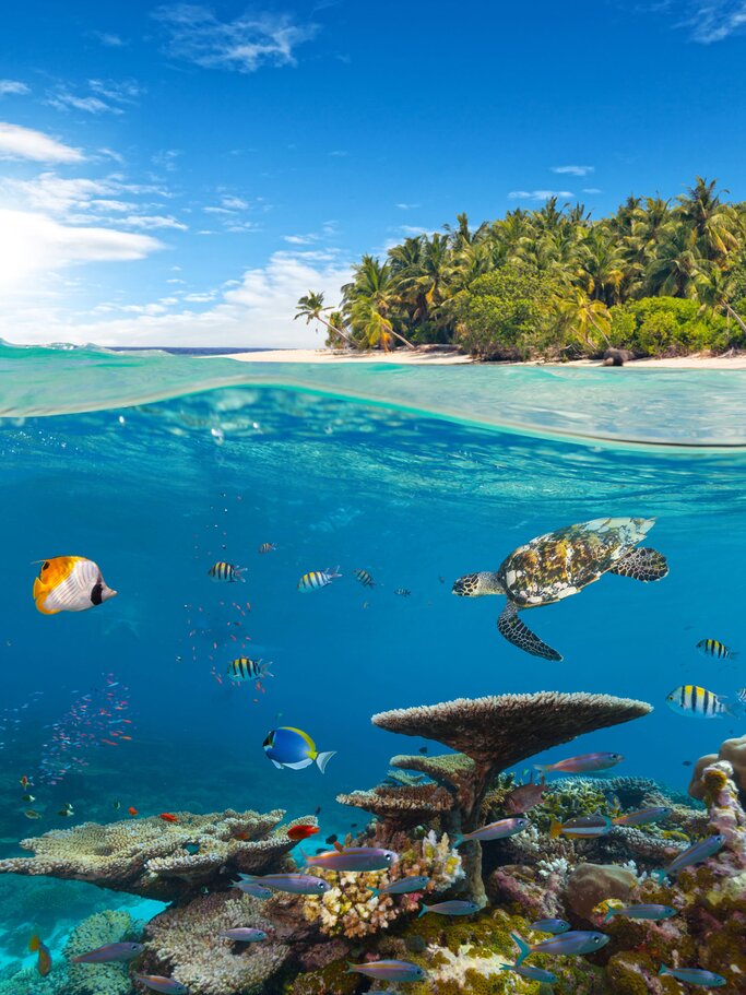 Unterwasser Korallenriff auf den Malediven | © iStock | Jag_cz