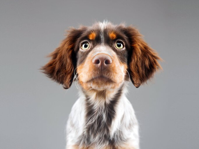Niedliche kleine Epagneul Breton Hund  | © iStock | SensorSpot
