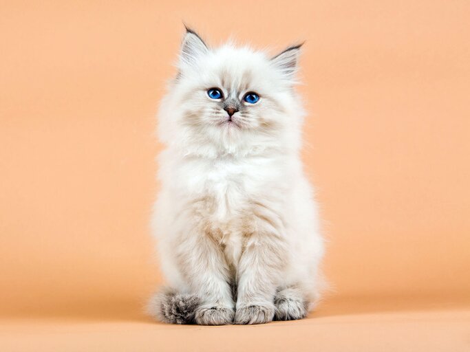 Porträt einer sibirischen Katze | © iStock | jkitan