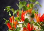 Vegetarisches Fingerfood: Gemüse-Röllchen mit Cremefüllung | © iStock | Sarsmis