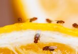 Kleine Fruchtfliegen auf einer Orange | © iStock | Drbouz