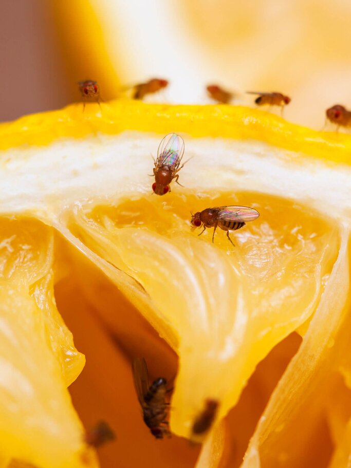 Kleine Fruchtfliegen auf einer Orange | © iStock | Drbouz