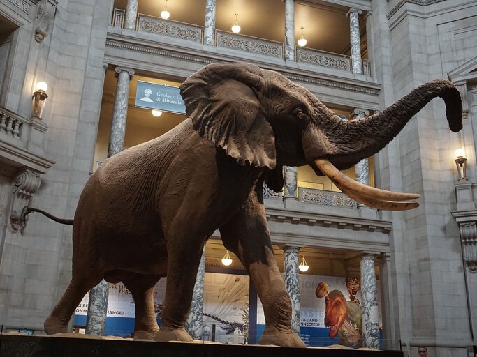 Das National Museum of Natural History in Washington | © Pixabay