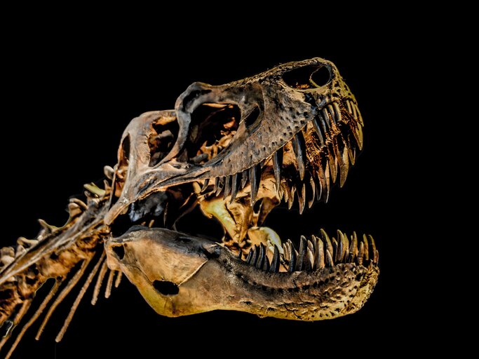 Dinosaurier Skelett | © iStock | LG-Photography