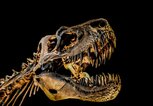 Dinosaurier Skelett | © iStock | LG-Photography