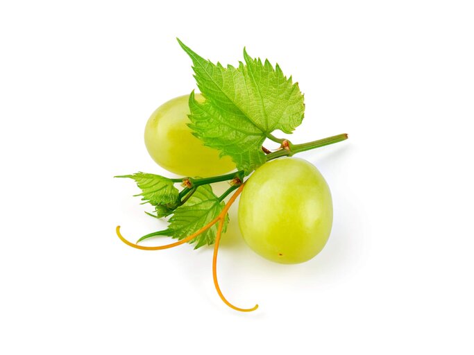 Zwei grüne Weintrauben auf einem weißen Hintergrund. | © iStock.com / Tim UR