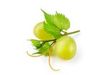 Zwei grüne Weintrauben auf einem weißen Hintergrund. | © iStock.com / Tim UR