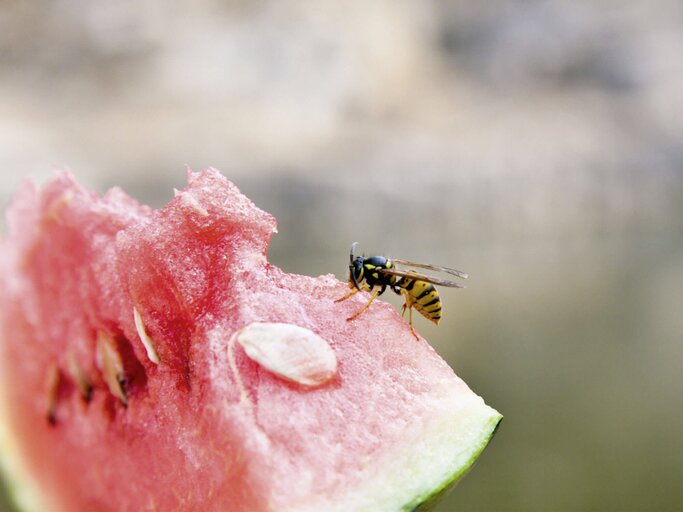 Eine Wespe sitzt auf einem Stück Wassermelone. | © iStock.com / koster62