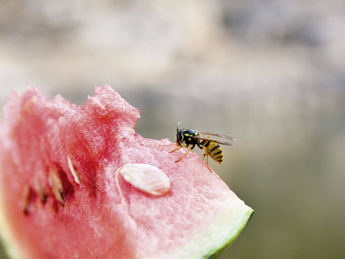 Wespe sitzt auf einem Stück Wassermelone. | © iStock.com / koster62