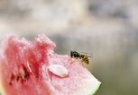 Wespe sitzt auf einem Stück Wassermelone. | © iStock.com / koster62