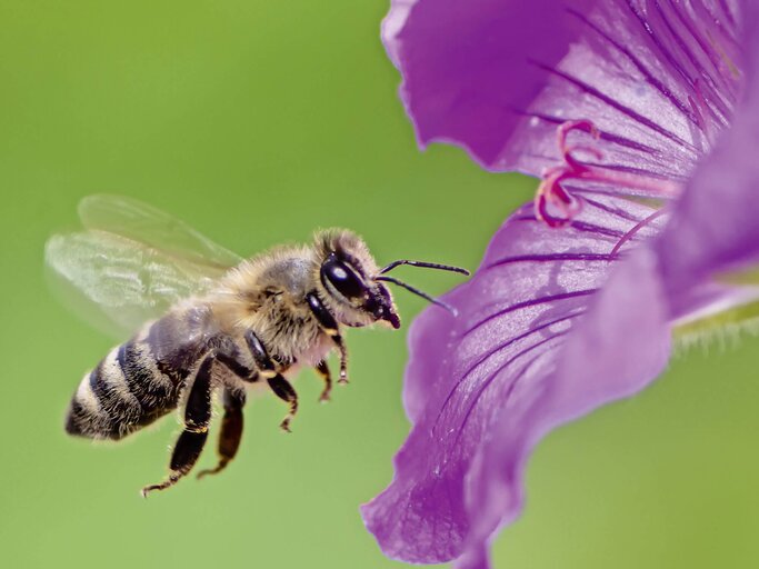 Biene, die zu einer lila Geranienblüte fliegt. | © iStock.com / manfredxy