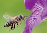 Biene, die zu einer lila Geranienblüte fliegt. | © iStock.com / manfredxy