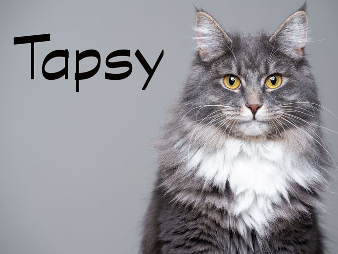 Katzenporträt mit dem Namen Tapsy | © iStock.com / Nils Jacobi