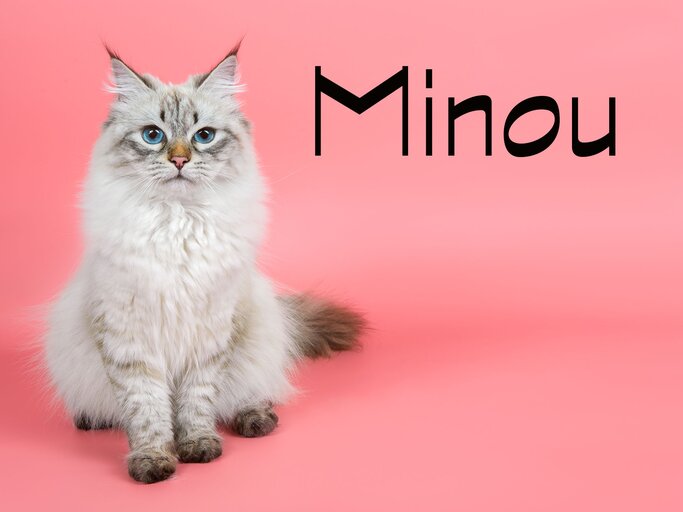 Porträt einer sibirischen Katze mit dem Namen Minou | © iStock.com / jkitan
