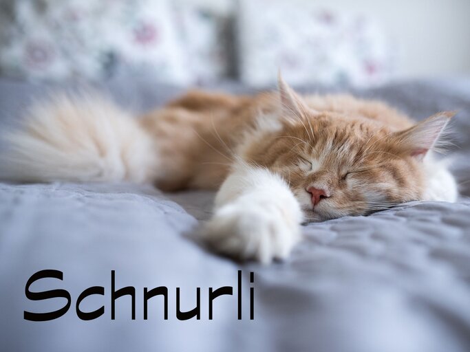 Schlafende Katze mit dem Namen Schnurli | © iStock.com / Nils Jacobi