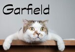 Lustiger Kater mit dem Namen Garfield | © iStock.com / Domepitipat