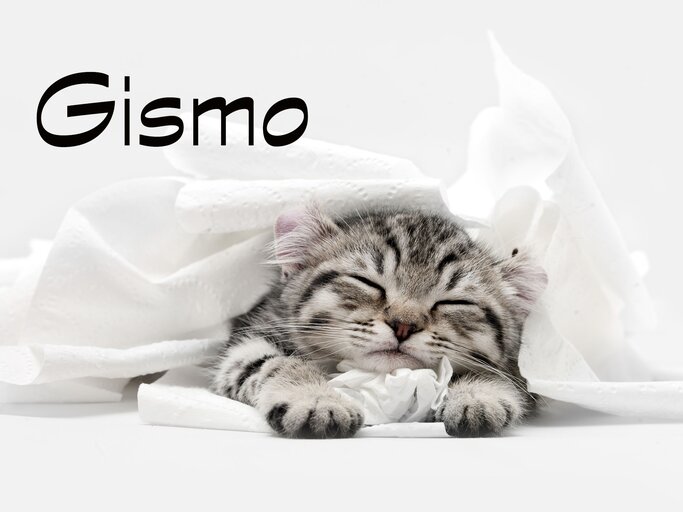 schlafendes Kätzchen mit dem Namen Gismo | © iStock.com / lisegagne