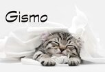 schlafendes Kätzchen mit dem Namen Gismo | © iStock.com / lisegagne