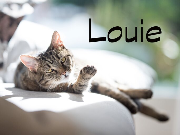 Schöner Name für Kater: Louie | © iStock.com / Nils Jacobi