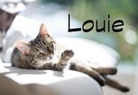 Schöner Name für Kater: Louie | © iStock.com / Nils Jacobi