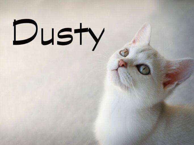 weiße Katze mit dem Namen Dusty | © iStock.com / jennybonner
