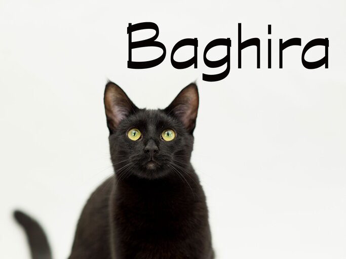 Berühmter Katzenname: Baghira | © iStock.com / LittleCityLifestylePhotography