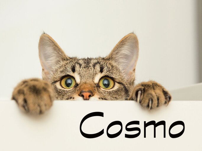 Freche Katze mit dem Namen Cosmo | © iStock.com / Ali Siraj