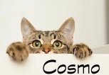 Freche Katze mit dem Namen Cosmo | © iStock.com / Ali Siraj