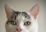 lustiges Katzenbild mit einer Katze mit Hasenzähnen | © iStock.com / oversnap
