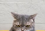 Wütende Katze | © iStock.com / 101cats