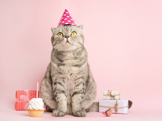 Süßes und lustiges Katzenbild zum Geburtstag | © iStock.com / Anton Ostapenko