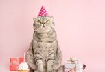 Süßes und lustiges Katzenbild zum Geburtstag | © iStock.com / Anton Ostapenko