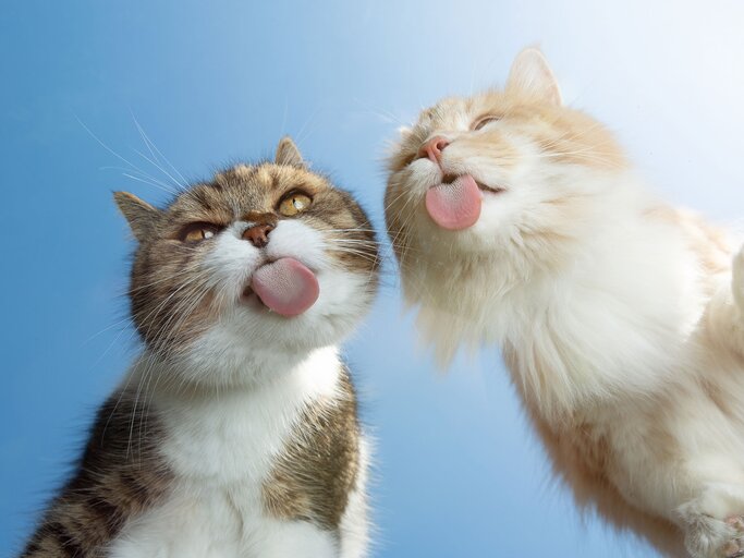 Zwei süße Katzen für gute Laune | © iStock.com / Nils Jacobi