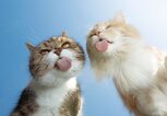 Zwei süße Katzen für gute Laune | © iStock.com / Nils Jacobi