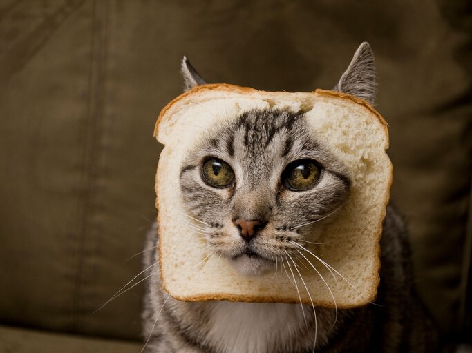 Katze im Toast | © iStock.com / LCLPhoto