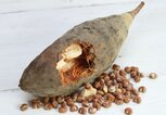 Baobab Frucht geöffnet | © iStock.com / svehlik