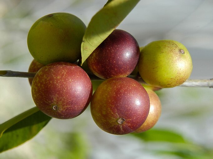 Camu Camu | © iStock.com / ricardohossoe