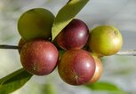 Camu Camu | © iStock.com / ricardohossoe