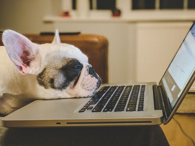 Französische Bulldogge legt ihren Kopf müde auf einen aufgeklappten Laptop | © iStock.com / gollykim