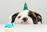 Hundebild zum Geburtstag | © iStock.com / Melnotte