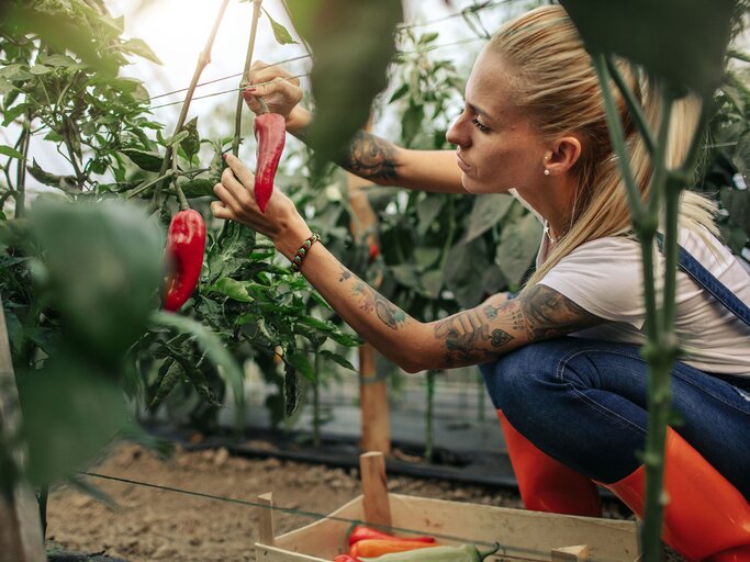 Gärtnerin betrachtet eine Paprika-Pflanze | © iStock.com / vgajic