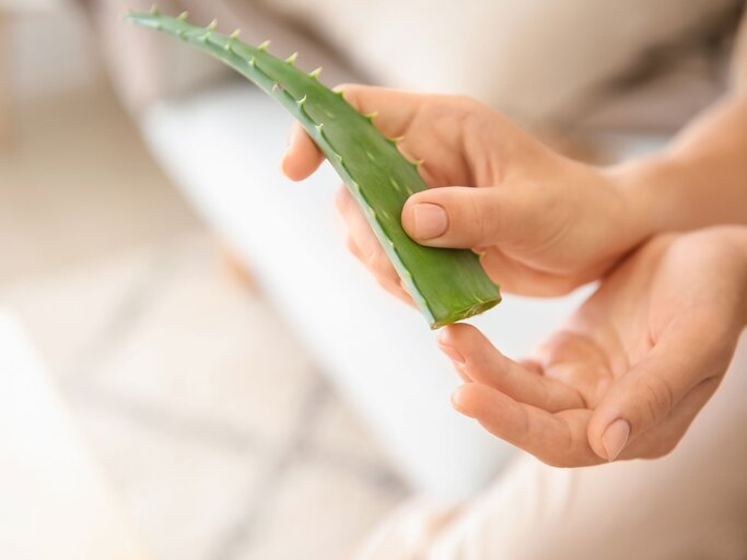 Gel aus einer Aloe Vera Pflanze drücken | © iStock.com / serezniy