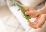 Gel aus einer Aloe Vera Pflanze drücken | © iStock.com / serezniy