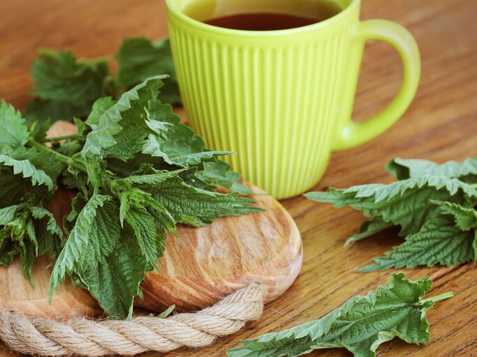 Eine gelbe Tasse mit frischem Brennnesseltee steht auf einem Holztisch. | © gettyimages.de / Vaivirga