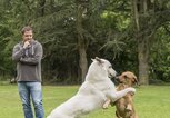 Martin Rütter beim Hundetraining | © Instagram| martin_ruetter_dogs